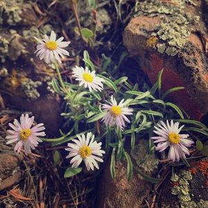 Meet your Posher, Lilly